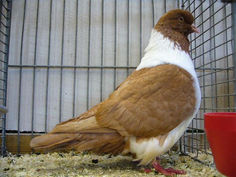 Ortsschau Langenberg 2008 131.jpg - Strasser gelb von Hans Gerog Kohls Preis sg 95 SE